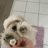 Images de profil de Kaecilia Rose - Blooming Pets - Petsitting et garde d'animaux à domicile
