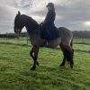 Images de profil de justine - Blooming Pets - Petsitting et garde d'animaux à domicile