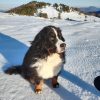 Images de profil de Candice - Blooming Pets - Petsitting et garde d'animaux à domicile