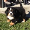 Images de profil de Candice - Blooming Pets - Petsitting et garde d'animaux à domicile