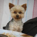 Filou   Yorkshire Terrier Mâle - Garde d'animaux à domicile