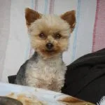 Filou Filou Yorkshire Terrier MĂąle - Garde d'animaux Ă domicile