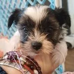Apache Apache Yorkshire Terrier MĂąle - Garde d'animaux Ă domicile