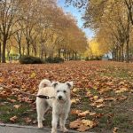 Bodie   Schnauzer Mâle - Garde d'animaux à domicile
