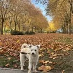 Bodie   Schnauzer Mâle - Garde d'animaux à domicile
