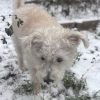 Images de profil de Marie-Sarah - Blooming Pets - Petsitting et garde d'animaux à domicile