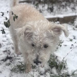 Images de profil de Marie-Sarah - Blooming Pets - Petsitting et garde d'animaux à domicile