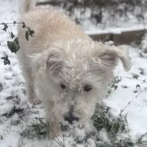 Images de profil de Marie-Sarah - Blooming Pets - Petsitting et garde d'animaux à domicile