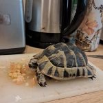 Pim's   De Hermann Femelle - Garde d'animaux à domicile