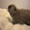 Images de profil de Coline - Blooming Pets - Petsitting et garde d'animaux à domicile