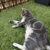 Images de profil de Coline - Blooming Pets - Petsitting et garde d'animaux à domicile