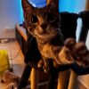 Images de profil de Coline - Blooming Pets - Petsitting et garde d'animaux à domicile
