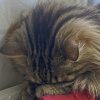 Images de profil de Ocean - Blooming Pets - Petsitting et garde d'animaux à domicile