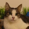 Images de profil de Ocean - Blooming Pets - Petsitting et garde d'animaux à domicile