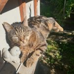 Tobby   European Shorthair (Européen) Mâle - Garde d'animaux à domicile