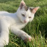 Ugo   European Shorthair (Européen) Mâle stérilisé - Garde d'animaux à domicile