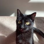Charlie   European Shorthair (Européen) Femelle stérilisée - Garde d'animaux à domicile