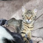 Virgule   European Shorthair (Européen) Femelle - Garde d'animaux à domicile