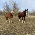 Jaspée   Comtois Femelle - Garde d'animaux à domicile