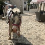 Fidji Fidji Shetland Femelle - Garde d'animaux Ă domicile