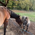 Foreveur Foreveur Shetland Hongre - Garde d'animaux Ă domicile