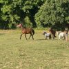 Images de profil de Marilys - Blooming Pets - Petsitting et garde d'animaux à domicile