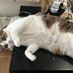 Shaco   European Shorthair (Européen) Mâle - Garde d'animaux à domicile