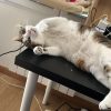 Images de profil de adrien - Blooming Pets - Petsitting et garde d'animaux à domicile