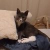 Images de profil de Vanessa - Blooming Pets - Petsitting et garde d'animaux à domicile