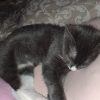Images de profil de Vanessa - Blooming Pets - Petsitting et garde d'animaux à domicile