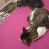 Images de profil de Vanessa - Blooming Pets - Petsitting et garde d'animaux à domicile