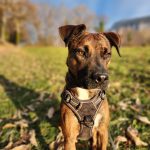 Ava   Croisé Femelle - Garde d'animaux à domicile
