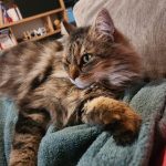 Rusty   Ragamuffin Mâle stérilisé - Garde d'animaux à domicile