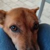 Images de profil de Marion - Blooming Pets - Petsitting et garde d'animaux à domicile