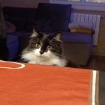 Pelote   European Shorthair (Européen) Femelle - Garde d'animaux à domicile