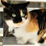 Kitty   European Shorthair (Européen) Femelle - Garde d'animaux à domicile