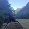 Images de profil de Loula - Blooming Pets - Petsitting et garde d'animaux à domicile