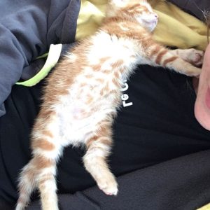 Images de profil de Lily - Blooming Pets - Petsitting et garde d'animaux à domicile