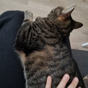 Images de profil de Yasmine - Blooming Pets - Petsitting et garde d'animaux à domicile
