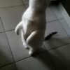 Images de profil de Léana - Blooming Pets - Petsitting et garde d'animaux à domicile