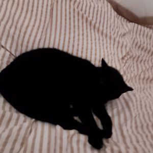 Images de profil de Catherine - Blooming Pets - Petsitting et garde d'animaux à domicile