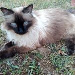 Moustache   Chat de gouttière (Commun) Mâle stérilisé - Garde d'animaux à domicile