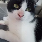 Oréo   Chat de gouttière (Commun) Mâle stérilisé - Garde d'animaux à domicile