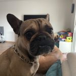 Pagaille   Bouledogue Français Femelle - Garde d'animaux à domicile