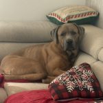 Snow   Cane Corso Italiano Femelle - Garde d'animaux à domicile