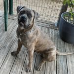 Vasco   Cane Corso Italiano Mâle - Garde d'animaux à domicile