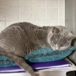 Junior   Chartreux Mâle stérilisé - Garde d'animaux à domicile