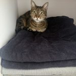 Manille   Chat de gouttière (Commun) Femelle stérilisée - Garde d'animaux à domicile