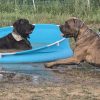 Images de profil de EMELINE - Blooming Pets - Petsitting et garde d'animaux à domicile