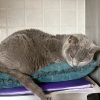 Images de profil de EMELINE - Blooming Pets - Petsitting et garde d'animaux à domicile